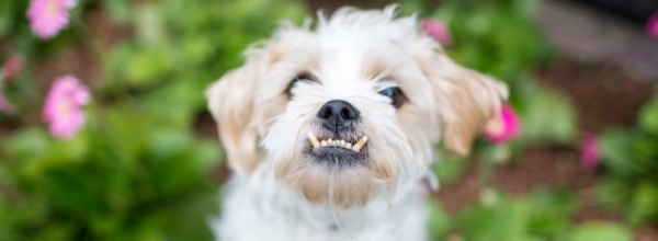 senior dog with bad teeth