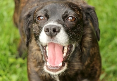 happy brown dog with white muzzle looking at the camera