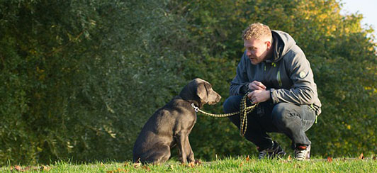 How Your Body Language Can Affect Dog Behavior