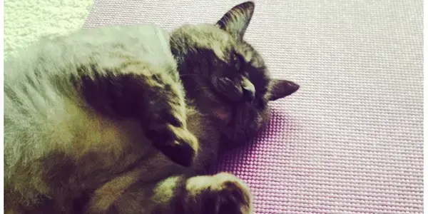 cat laying on a yoga mat