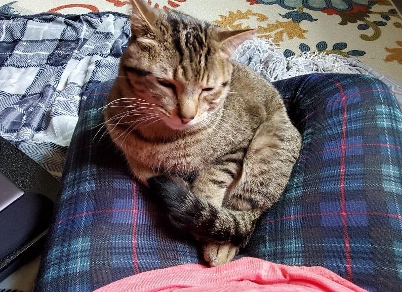 foster-cat-ollie-sitting-on-lap