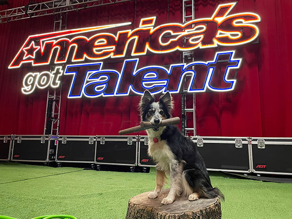 Hurricane the border collie posing with the best fetch stick while on the set of America's Got Talent