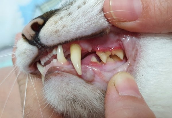 Cat with early signs of tooth resorption