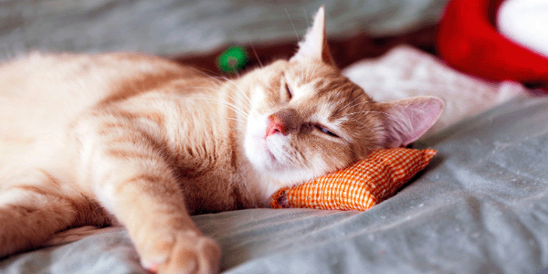 orange cat with kidney disease