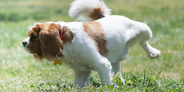 what causes bacteria in dogs urine