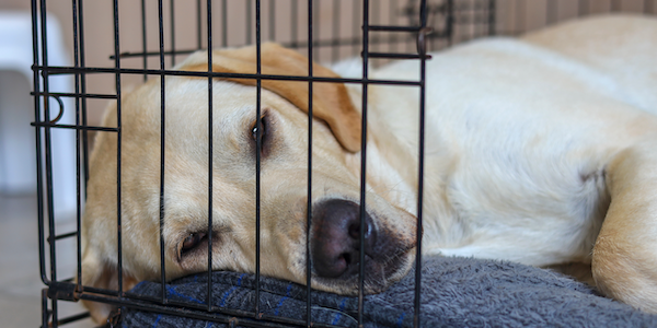 how to keep your dog calm during crate rest