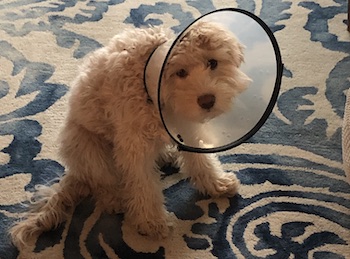 dog cone too big
