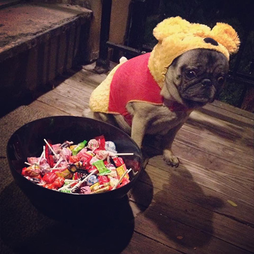 Minnie Pearl the pug in a Winnie the Pooh costume