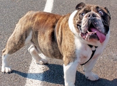 Old english bulldog panting