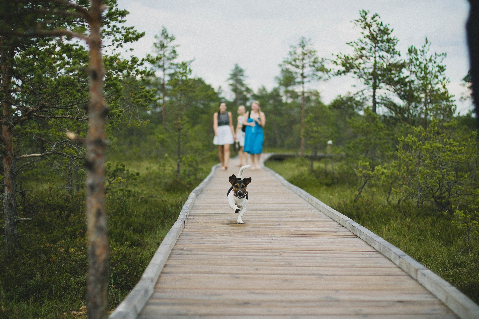 walking dog off lead