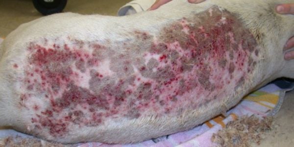 Post-Grooming Furunculosis in dogs