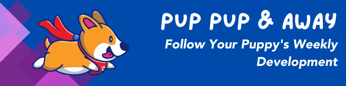 Pup pup and away newsletter archive banner