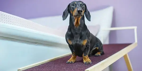 training a senior pet to use a ramp