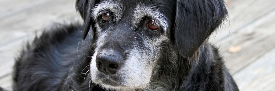Senior black dog with white fur on face