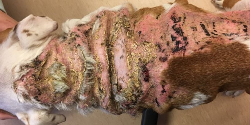 severe case of calcinosis cutis in an english bull dog