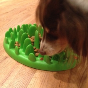 puppy food puzzle