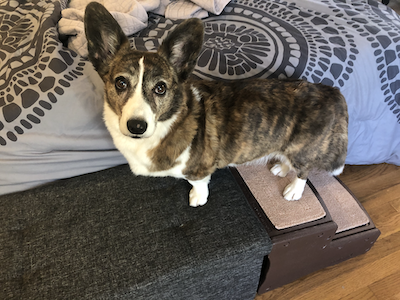 Sookie and her Pet Stairs