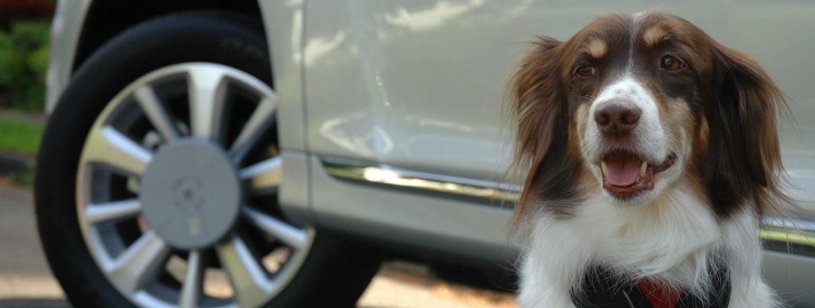 does your dog get carsickness or travel anxiety?