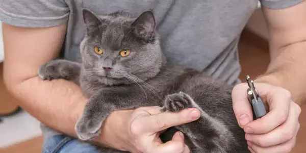 Trimming Claws for Gentle Paws