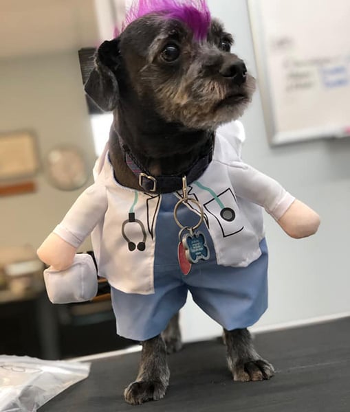 Vader the rockstar veterinarian Halloween costume