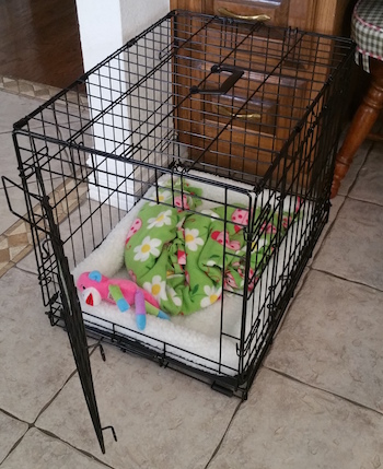 crate safe dog toys