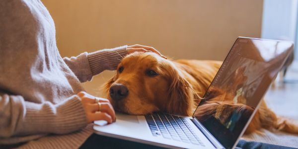Telehealth Guidelines for Small Animal Practice