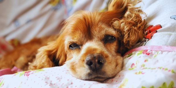 Veterinary Hospital Marketing