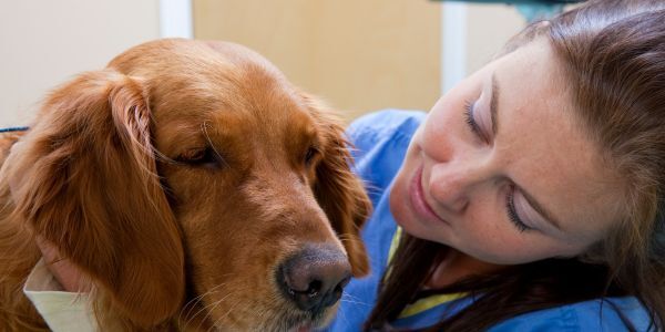 Veterinary Practice Act 101