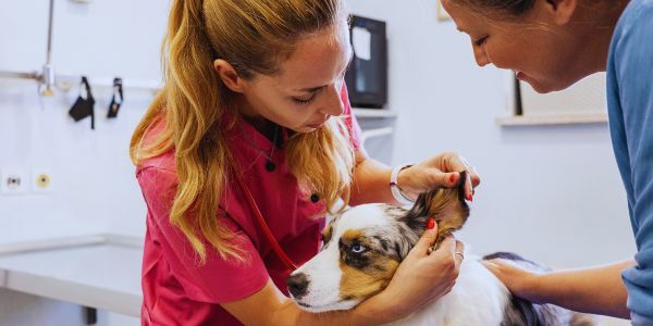 Keep Veterinary Clients Informed