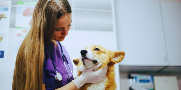 Effective Veterinary Technician Performance Evaluation