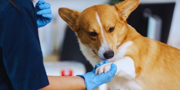 Evaluation of an Open-Source Named Entity Recognizer (NER) in Veterinary Oncology