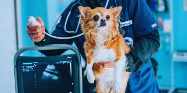 Tips for Purchasing In-House Veterinary Diagnostic Equipment