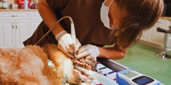 Veterinary Technologists and Technicians