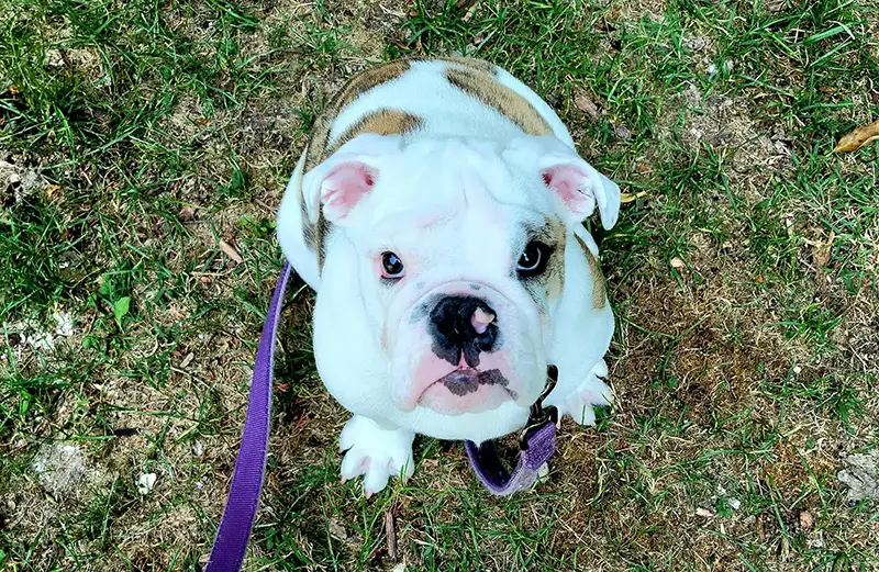 Cutie Victor the bulldog puppy