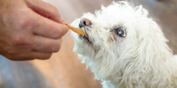 senior dog getting a treat