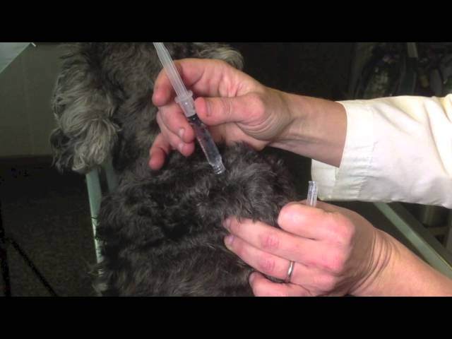video of giving a shot to a dog or cat
