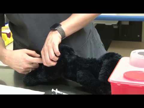 Video How to Administer an Intramuscular Injection
