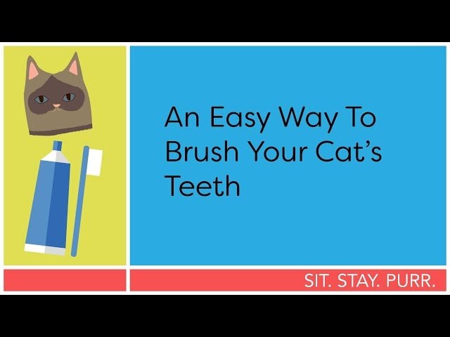 video of clicker training a cat to brush teeth