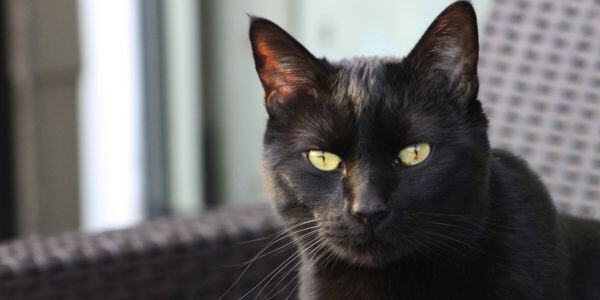black cat with yellow eyes and high blood pressure