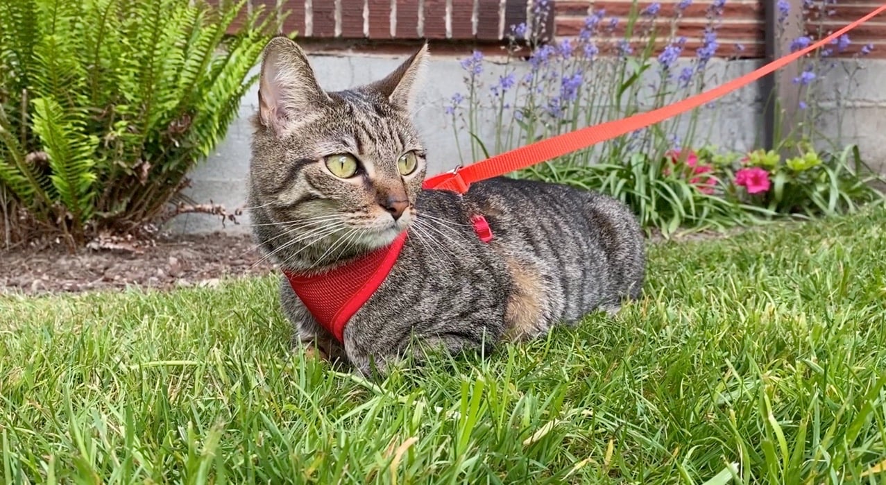 how to leash train your kitty