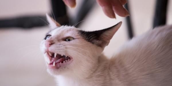 cat hissing with their ears positioned back