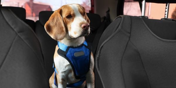 beagle wearing a seatbelt vest in the car to help with anxiety