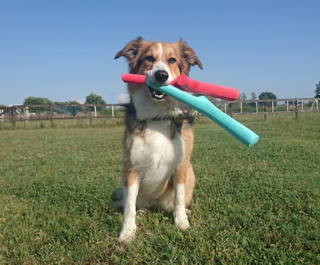 Best dog toys 2023: For playing tug, fetch and chewing