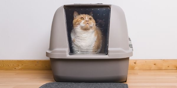 The Original DIY Mess Free Cat Litter Box - Living Well Mom