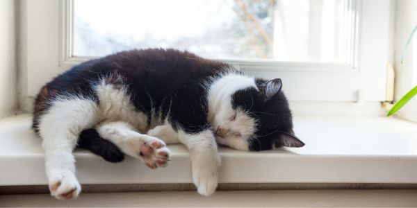 black and white cat lying on a window sill