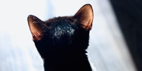 black cat ears