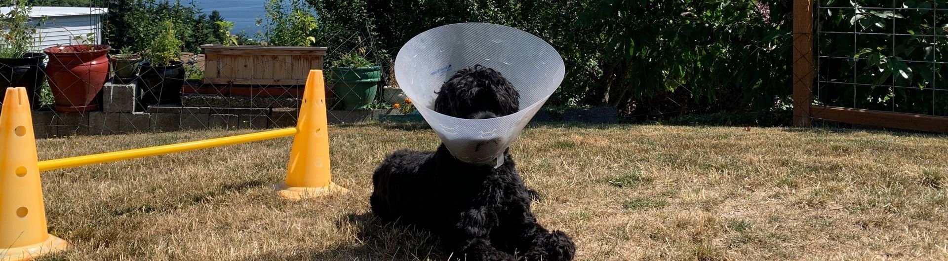 black dog sitting outside wearing a plastic cone collar