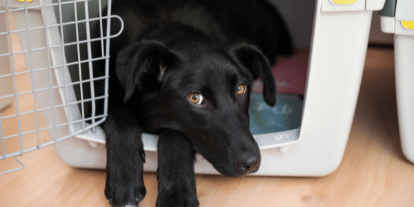 dog lying in his crate with the door open