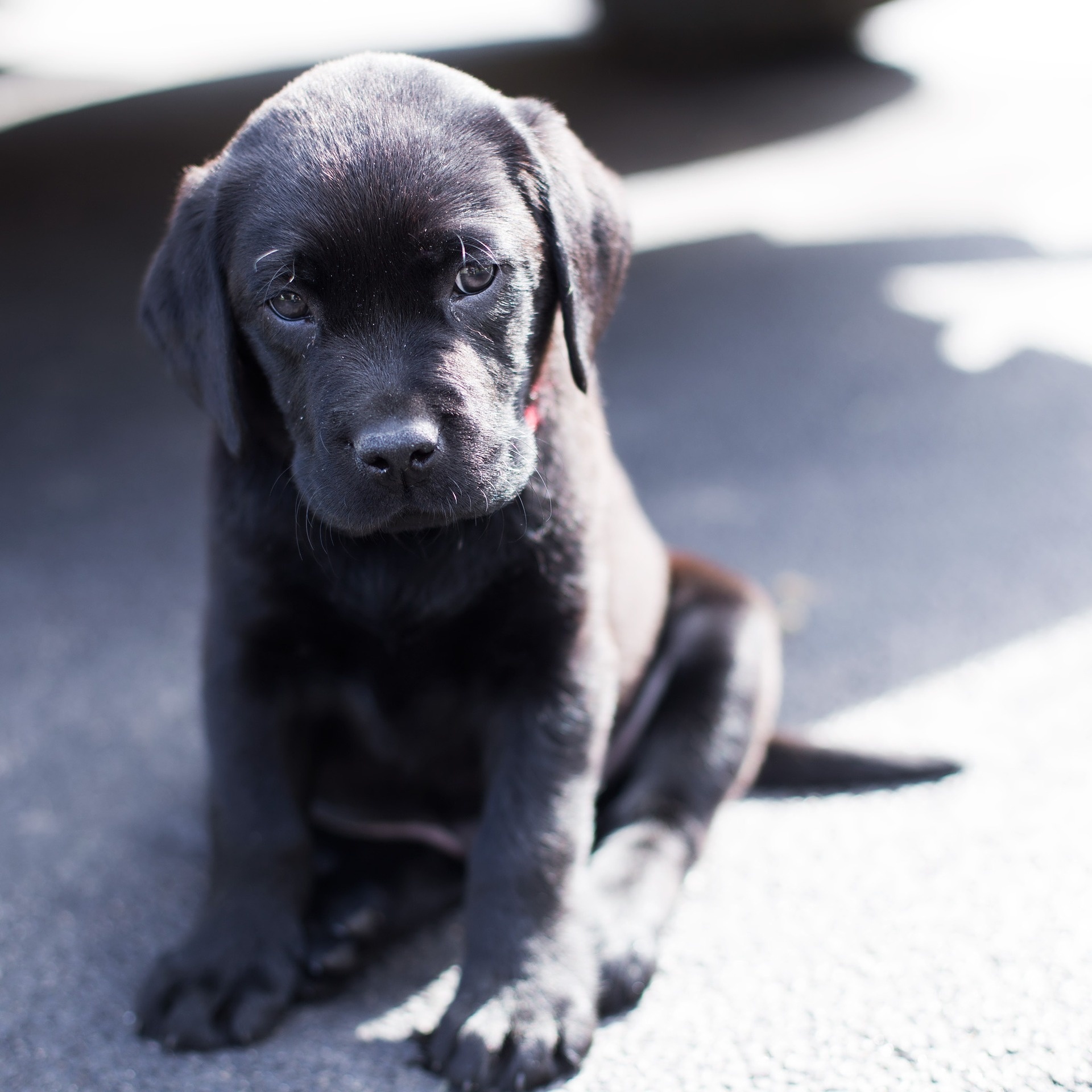 treats for 3 month old puppy