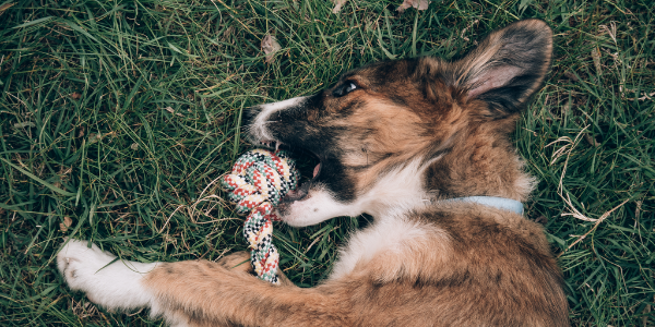 edible dog toy stuffing
